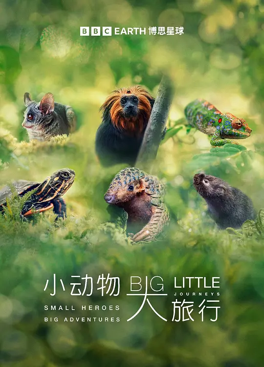 小动物大旅行第一季海报