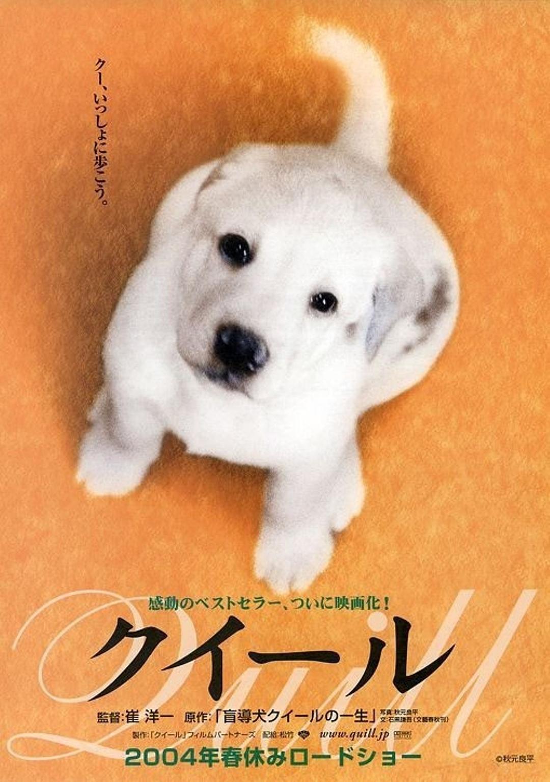 导盲犬小Q海报