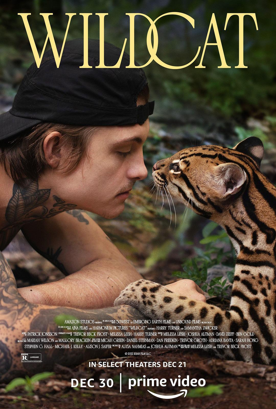 野猫海报