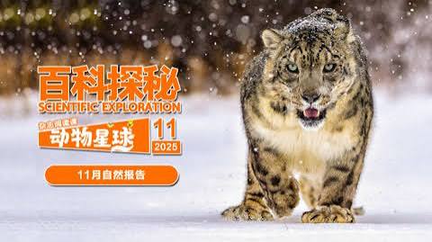 百科探秘动物星球：高山上的白色精灵雪豹海报