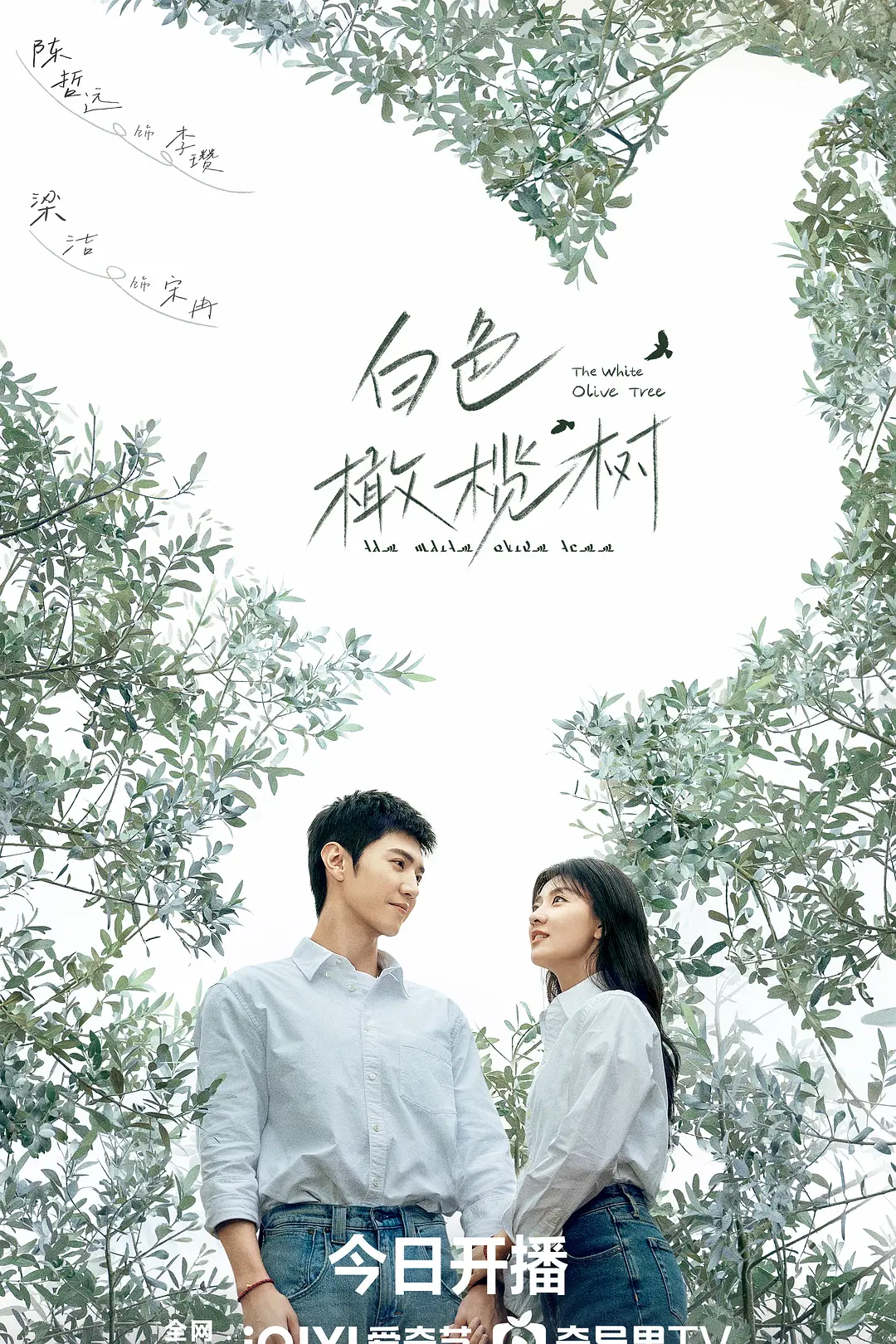 白色橄榄树海报