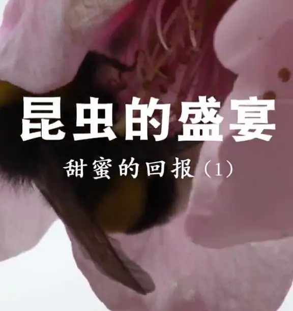 昆虫的盛宴粤语海报