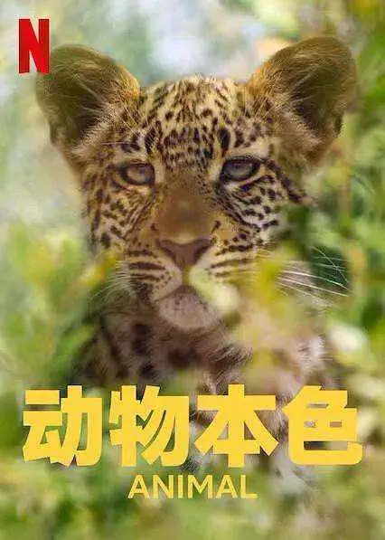 动物本色第二季海报